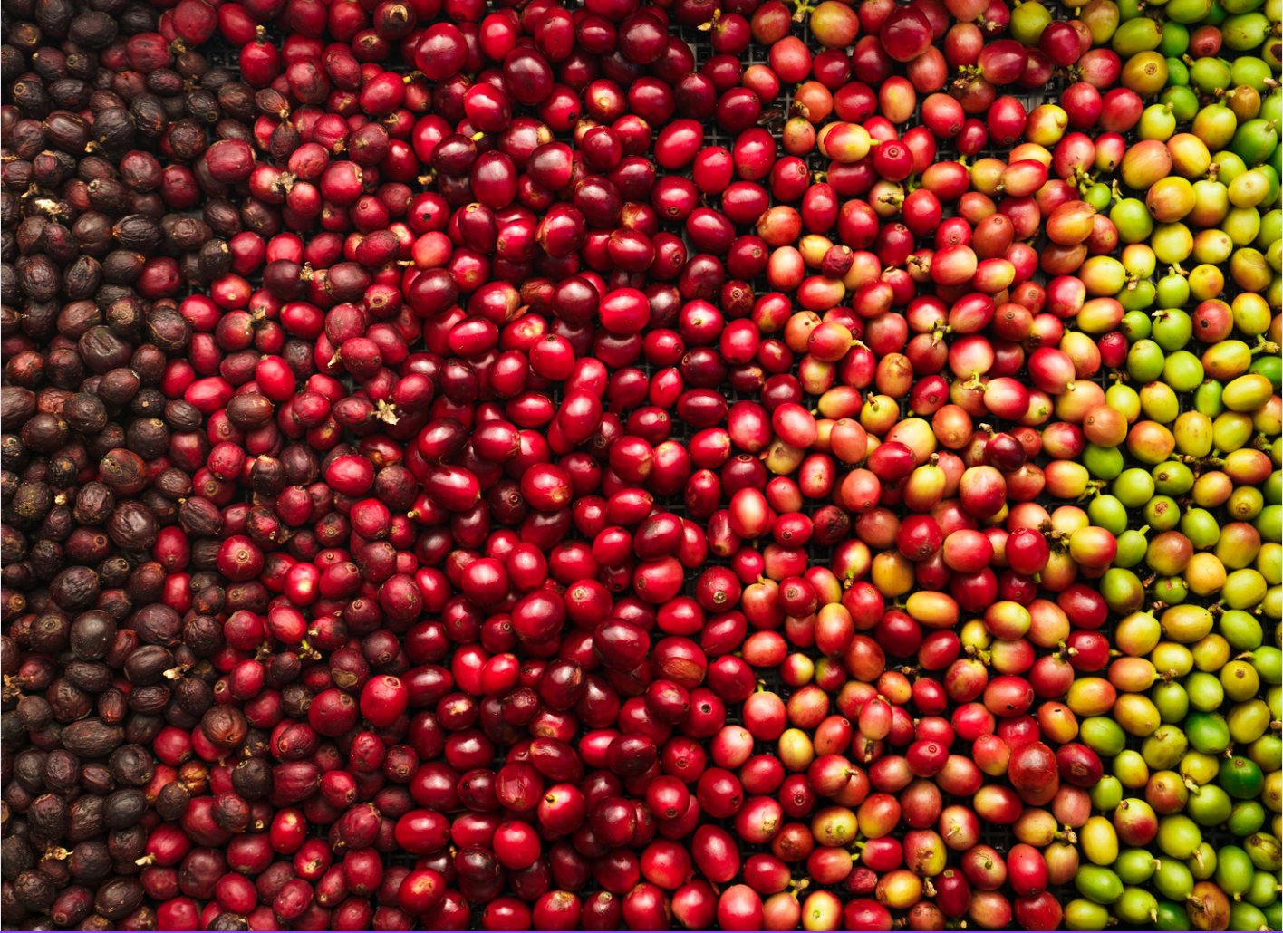 The Journey of Coffee: Understanding Coffee Processing Methods