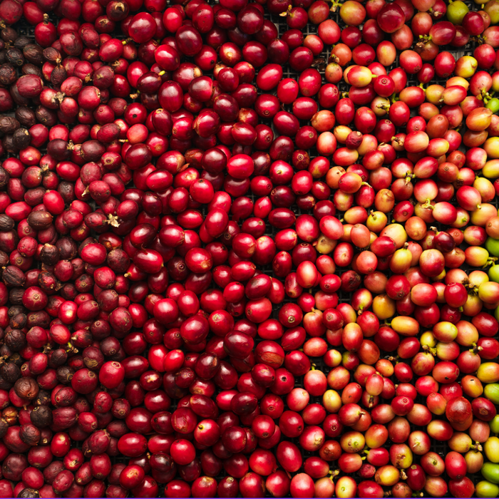 The Journey of Coffee: Understanding Coffee Processing Methods